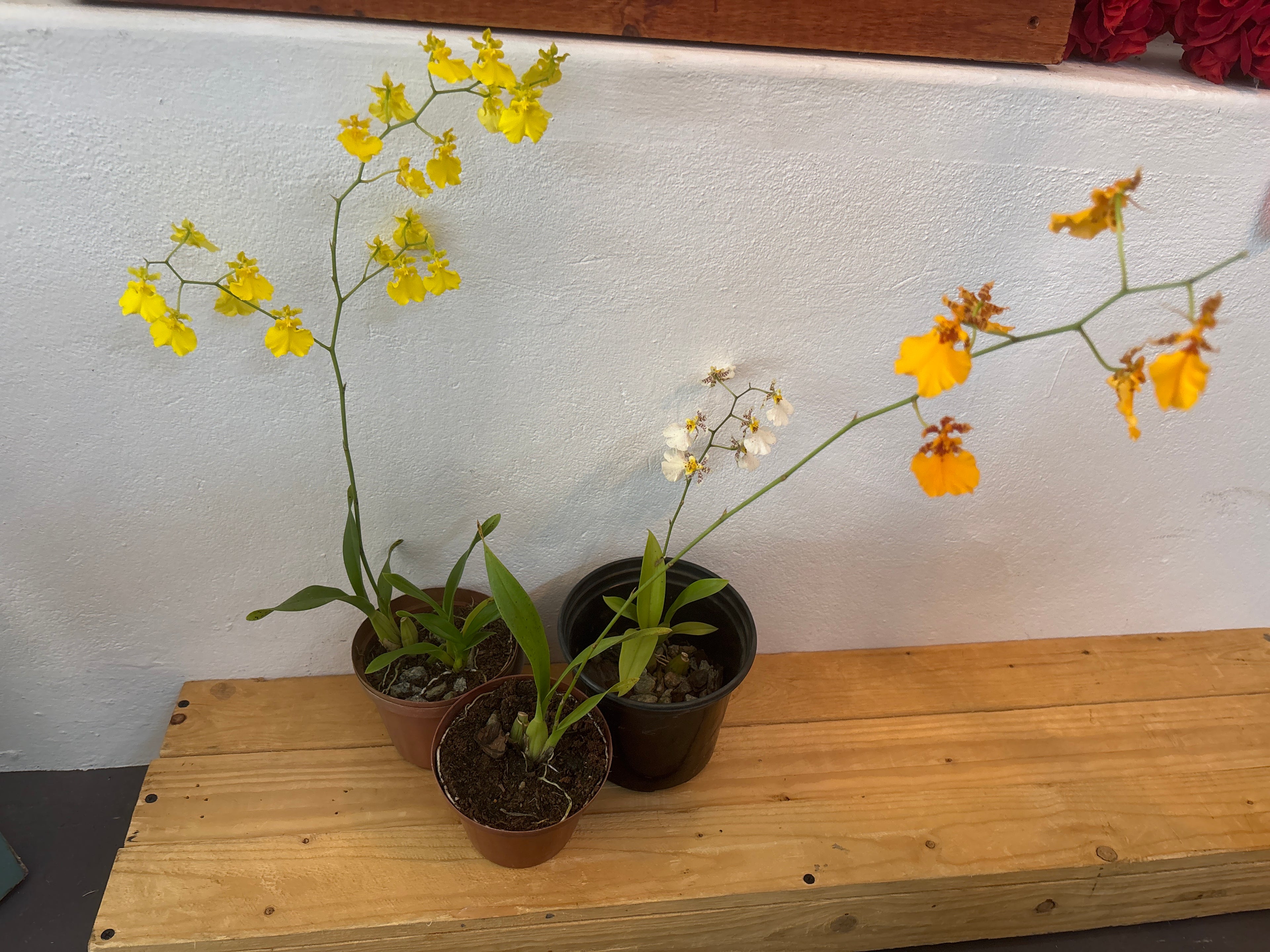 Oncidium dancing lady