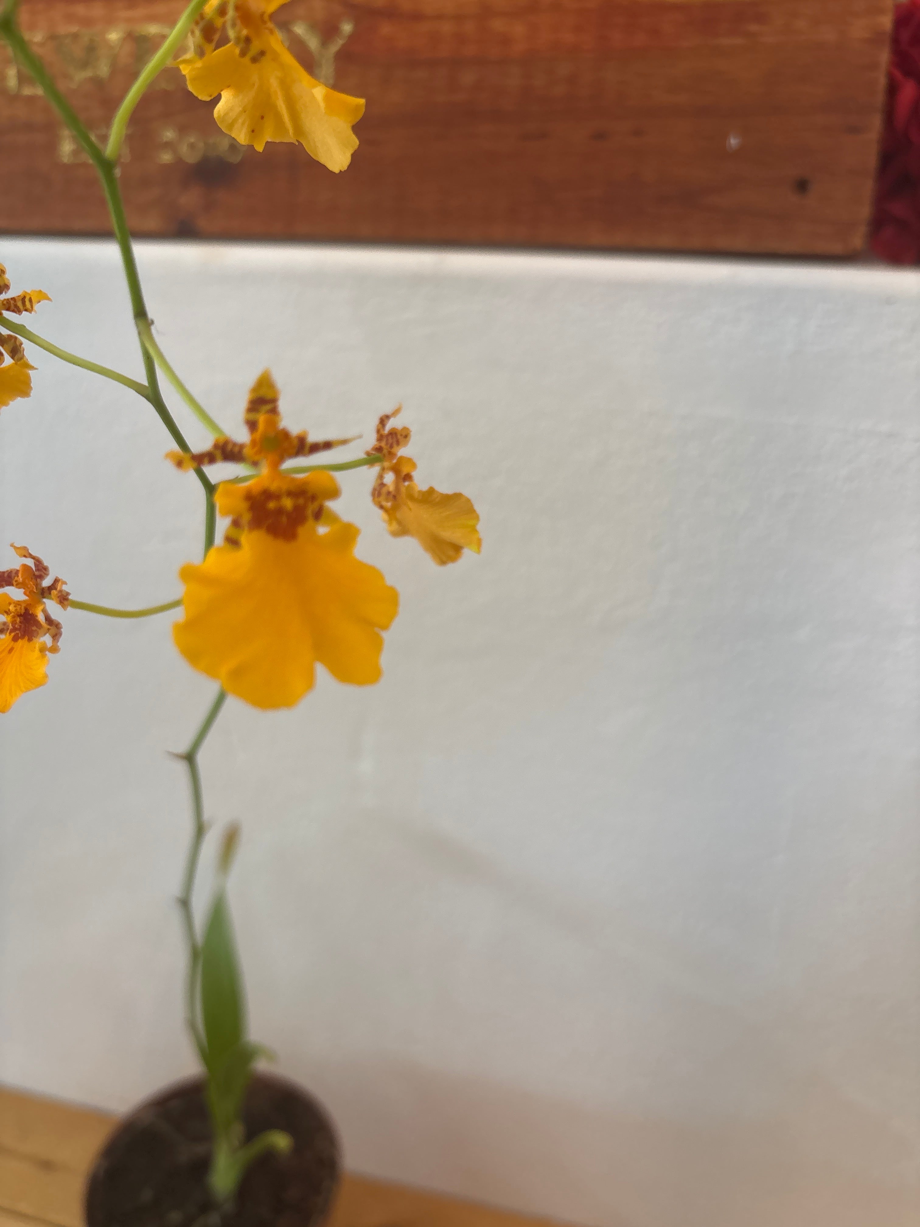 Oncidium dancing lady