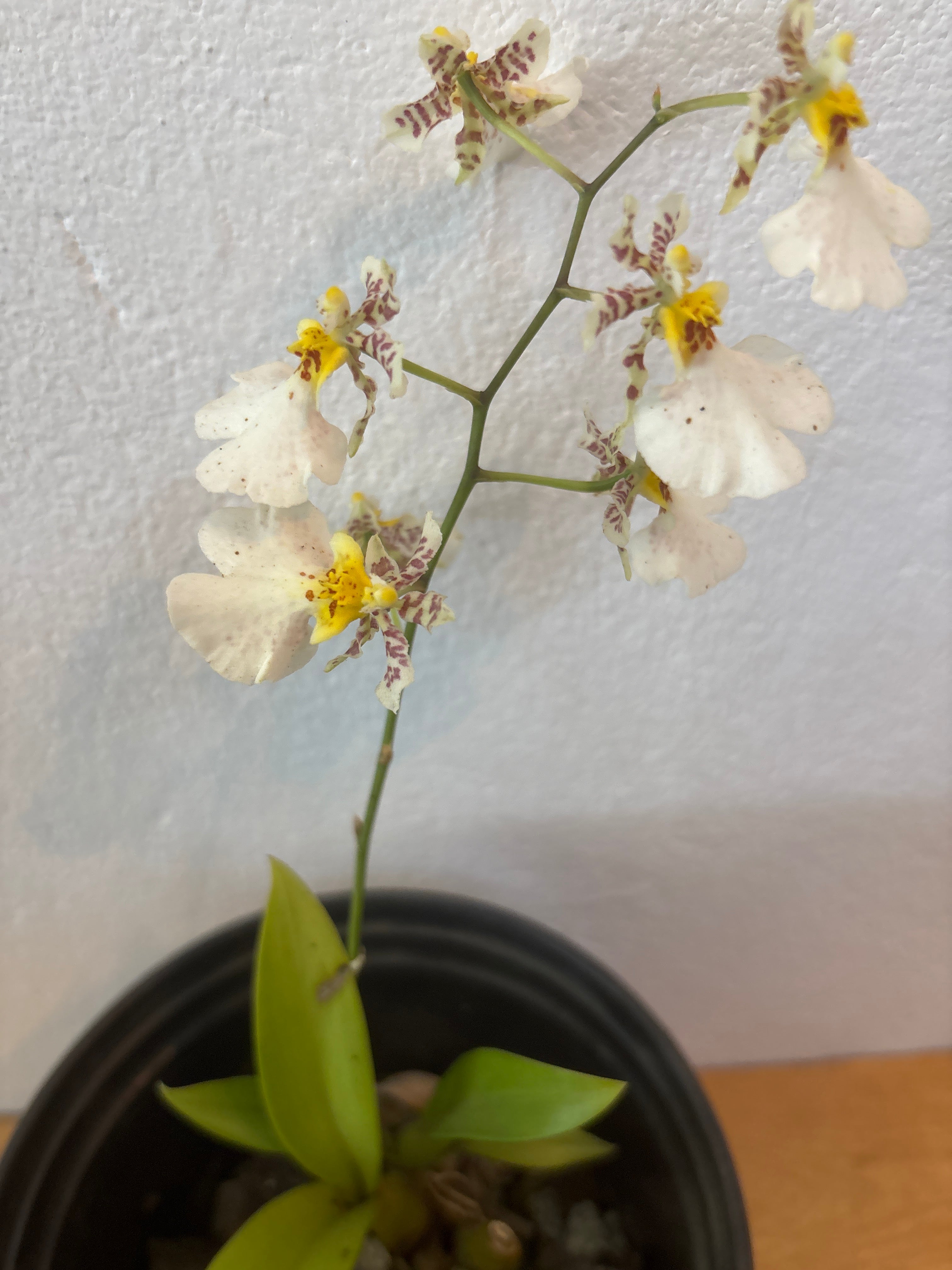 Oncidium dancing lady